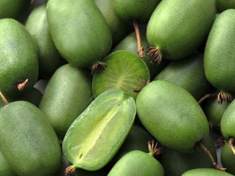 Актинидия купить саженцы из питомнике в Одинцово