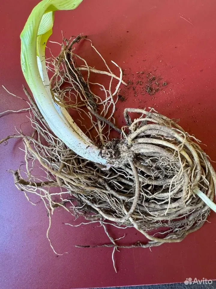 Хоста "МИНИТМЕН"