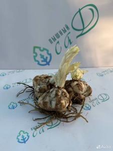 Лилия "ПРЕТТИ ВУМЕН" 3 штуки (размер 18/20)
