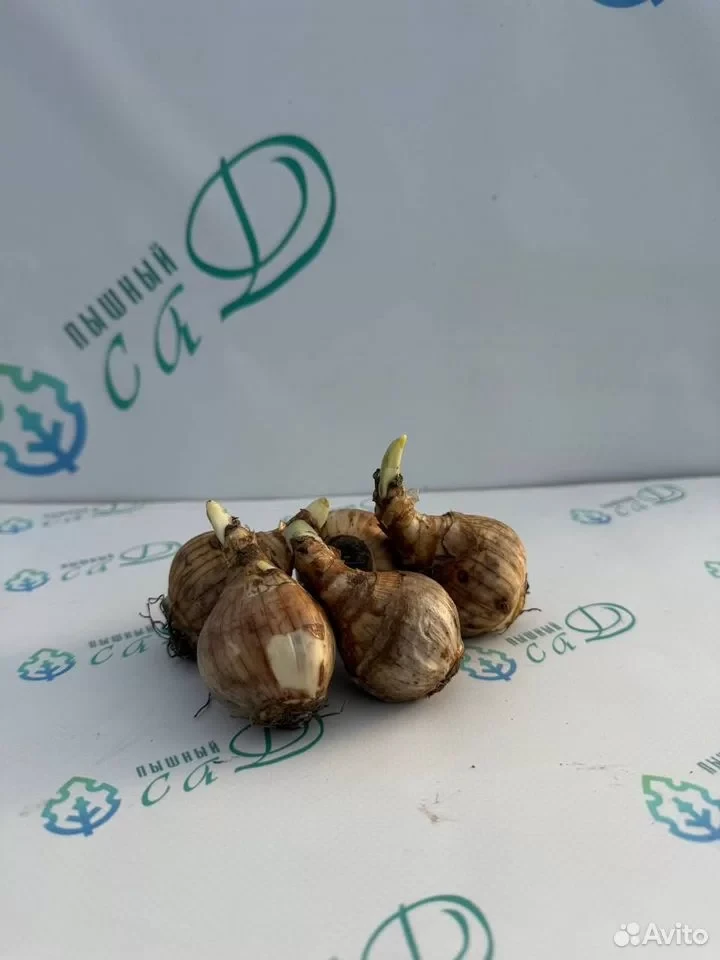 Нарцисс МИКС 10 шт.