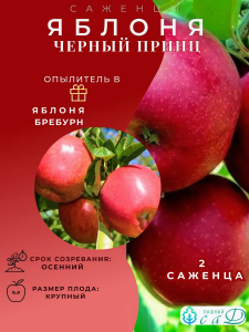 Яблоня Чёрный принц и опылитель Бребурн 2 саженца