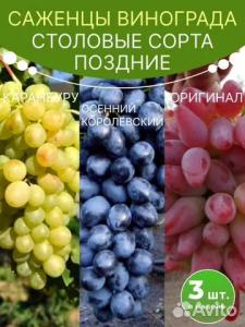 Виноград саженцы Каранбуру, Осенний Королевский. Оригинал 3 шт.