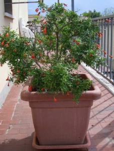 Гранат "НАНА"