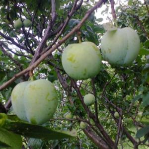 Слива "РЕНКЛОД ЗЕЛЕНЫЙ"