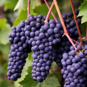 Виноград "КАБЕРНЕ СОВИНЬОН"